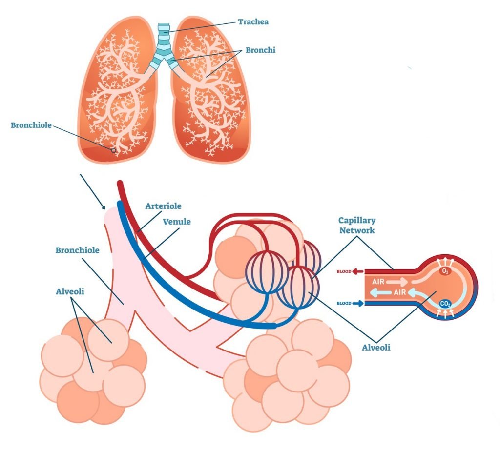 Wissen und Forschung COPD und Lungenemphysem