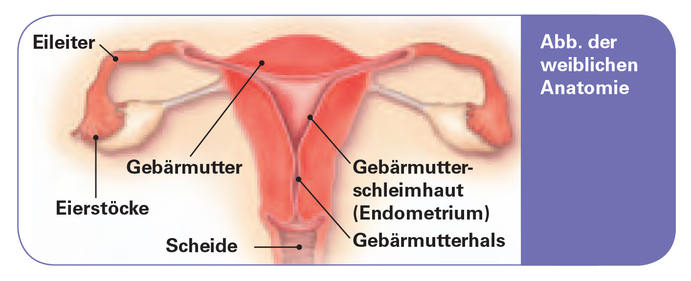 Wie Viel Liter Blut Verliert Eine Frau Bei Ihrer Periode patienten-bibliothek.org